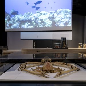 Le Musée zoologique