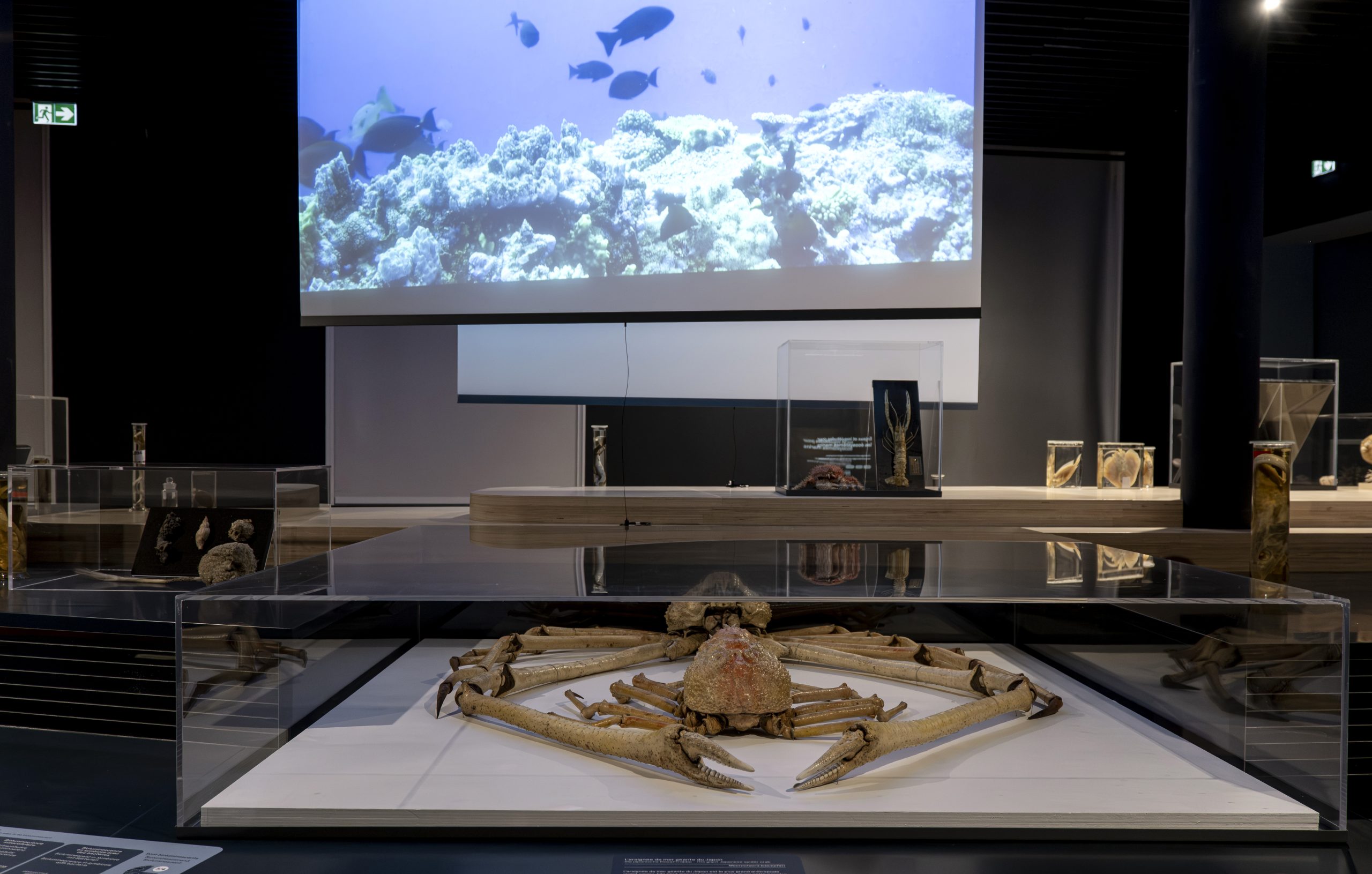 Musée zoologique M.Bertola